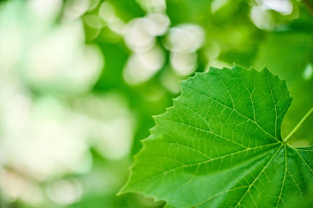 Feuilles de raisin dans le vignoble