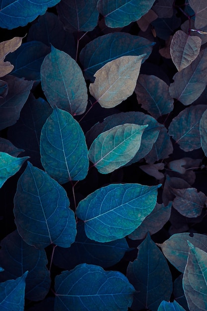 feuilles de renouée japonaise bleue en hiver fond bleu