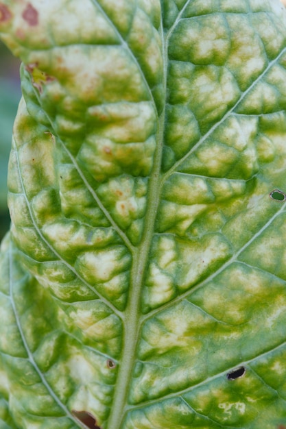 Feuilles ridées de tabac