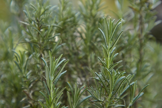 Feuilles de romarin : plante typique utilisée comme épice en cuisine.