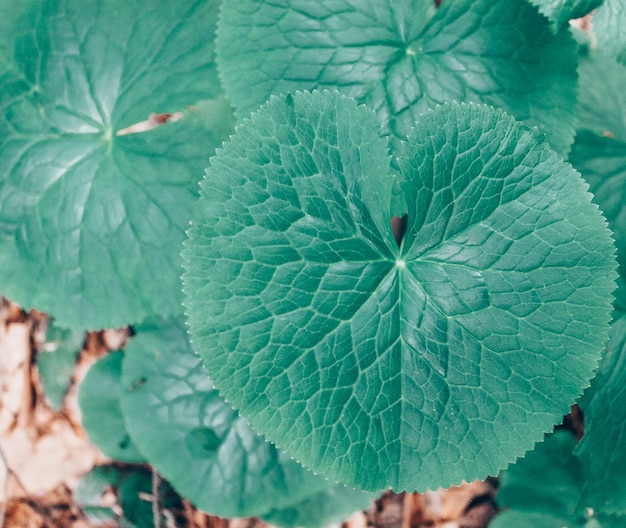 Feuilles rondes vertes