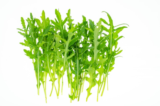 Feuilles de roquette de ferme verte fraîche pour la cuisson.