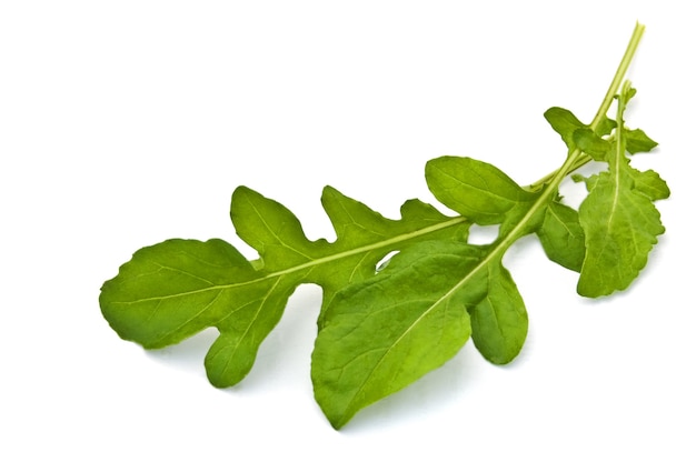 Feuilles de roquette fraîche sur fond blanc