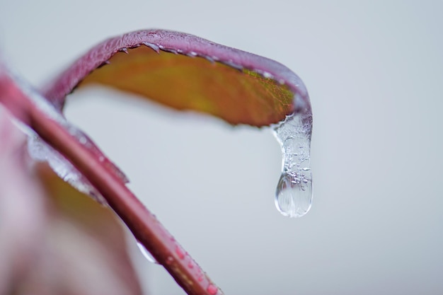 Feuilles de rose dans la neige Feuilles de rose brillantes dans la glace