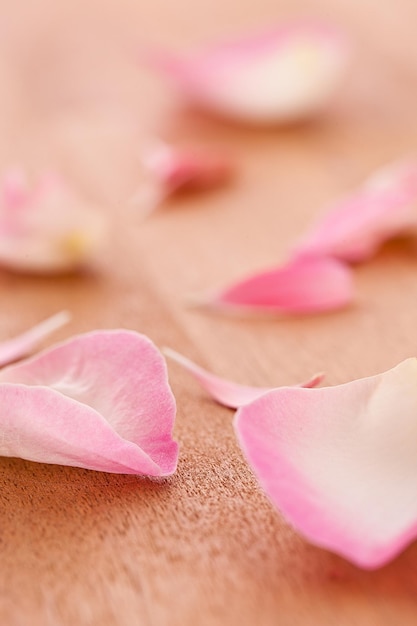 Feuilles de rose sur fond de bois