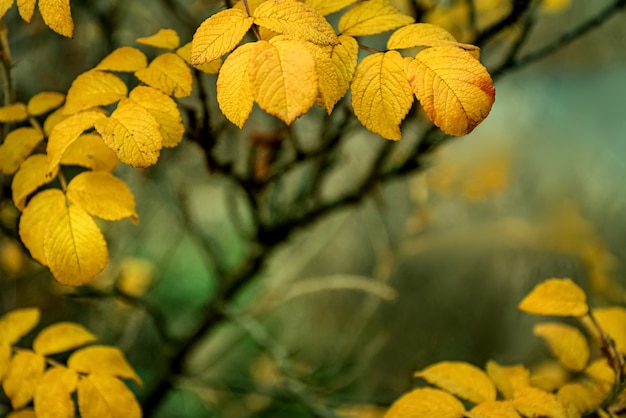 Feuilles de rose sauvage jaune sur une surface automnale floue