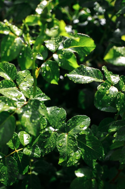 Feuilles de rose verte au soleil avec des gouttes de pluie