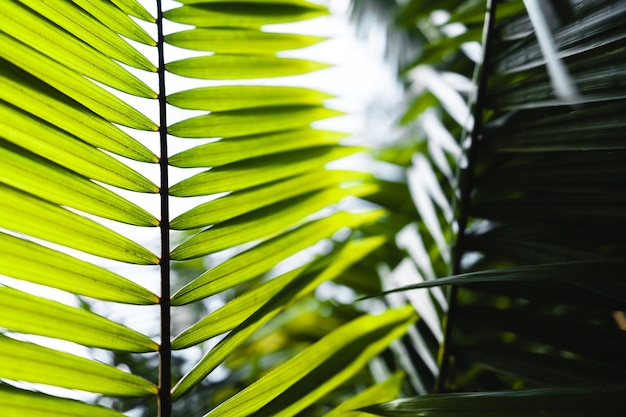 Feuilles de rotin vert dans la nature