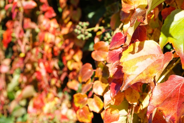 Feuilles rouge vif des raisins de jeune fille libre Couleurs vives de l'automne Parthenocissus