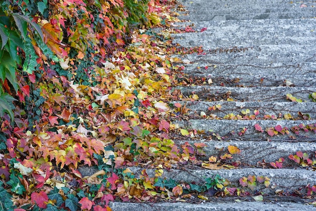 Feuilles rouge vif de raisins vierges Escalier avec marches en pierre dans le parc d'automne