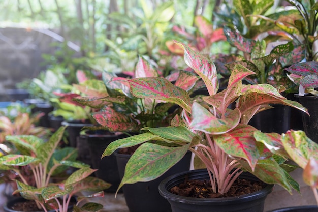 Feuilles rouges aglaonema sur étagère en pépinière