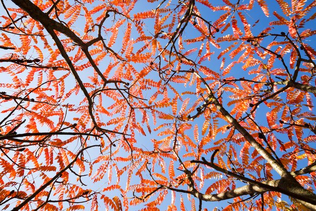 Feuilles Rouges Des Arbres à L'automne, Belle Nature D'automne Par Temps Ensoleillé, Photographie Lumineuse Et Arbres