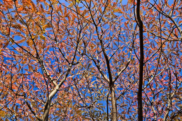 Feuilles rouges des arbres en automne