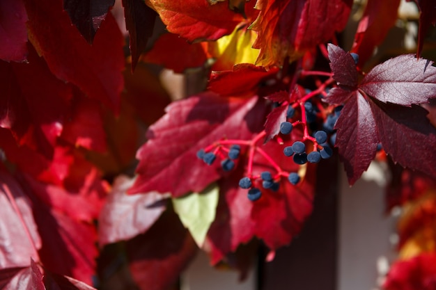 Feuilles rouges d'automne et baies bleues sur la clôture