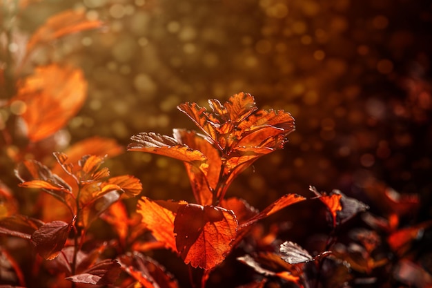 feuilles rouges d'automne de la brousse dans le chaud soleil de l'après-midi dans le jardin