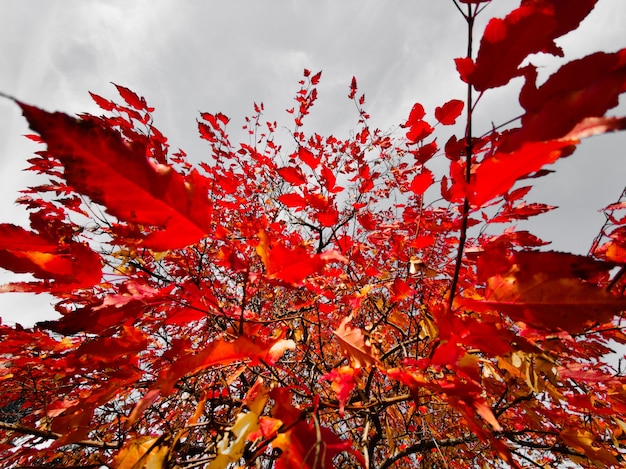 Feuilles rouges d'automne d'un érable ornemental