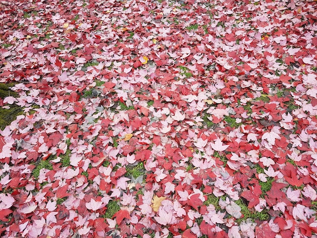 feuilles rouges d'automne sur le sol