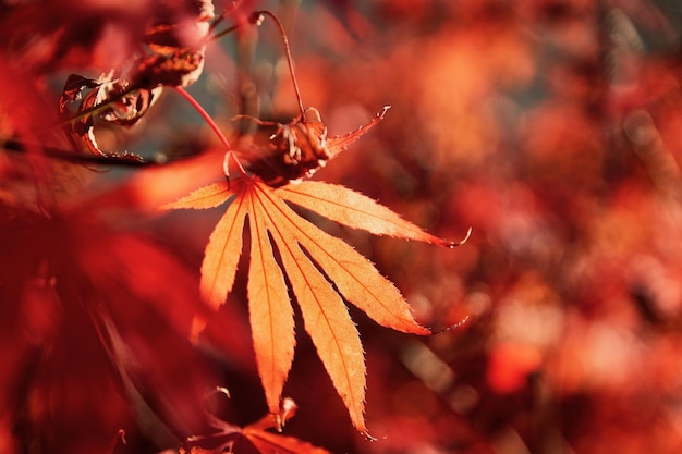 Les feuilles rouges en automne