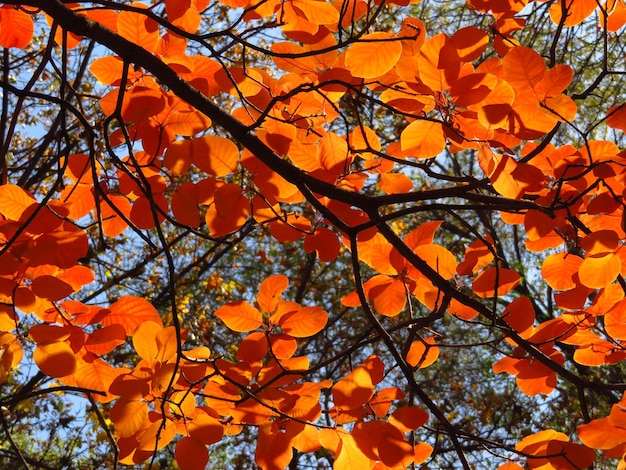 feuilles rouges en automne