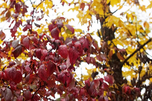 Feuilles rouges sur les branches d'arbres avec des gouttes de rosée