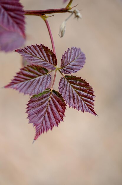 Feuilles rouges d'un buisson de mûre en hiver