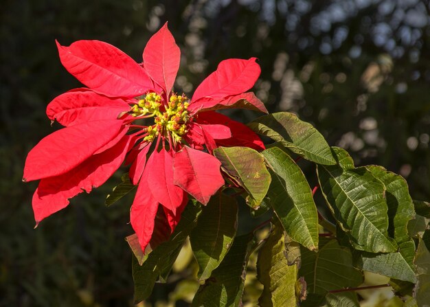 Photo les feuilles rouges du poinsettia