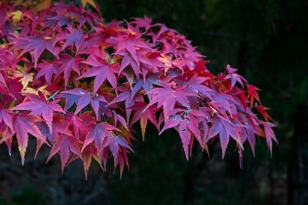 Feuilles rouges d&#39;érable à Karuizawa Japon