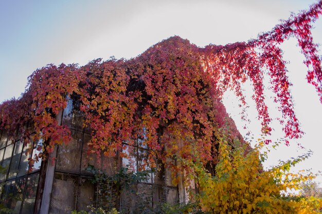 Feuilles rouges sur le fond de la serre