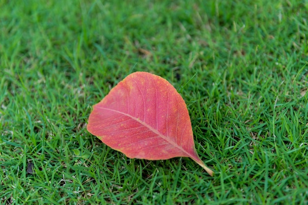 Feuilles rouges sur l&#39;herbe