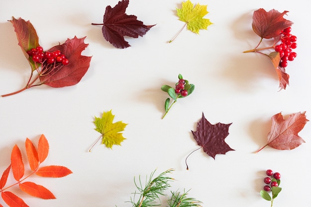 Feuilles rouges et jaunes avec des baies