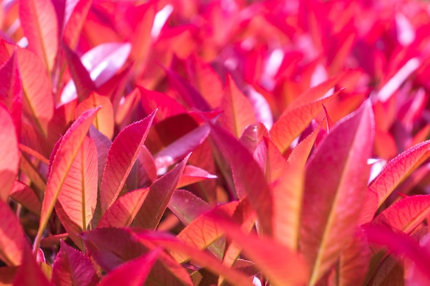 Les feuilles rouges juste en fleurs du buisson japonais Pieris magnifique économiseur d'écran
