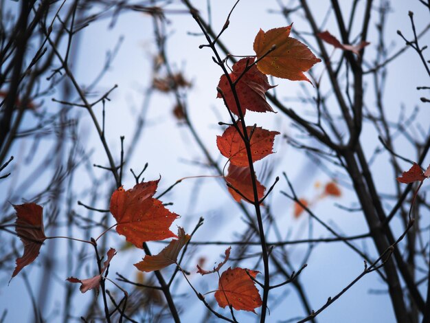 Feuilles rouges et oranges sur les érables