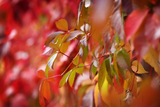 Feuilles rouges de raisin sauvage dans le parc se bouchent