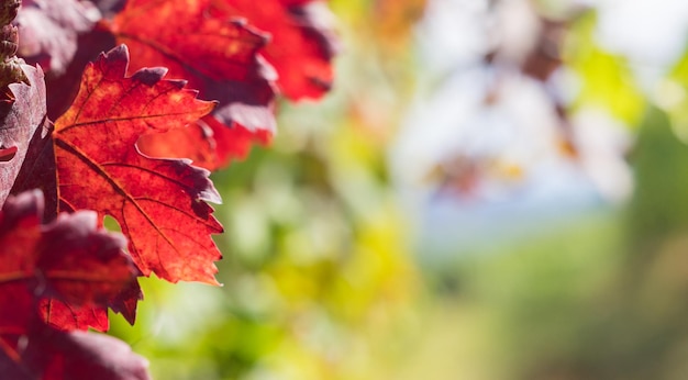 Feuilles rouges se bouchent dans le vignoble