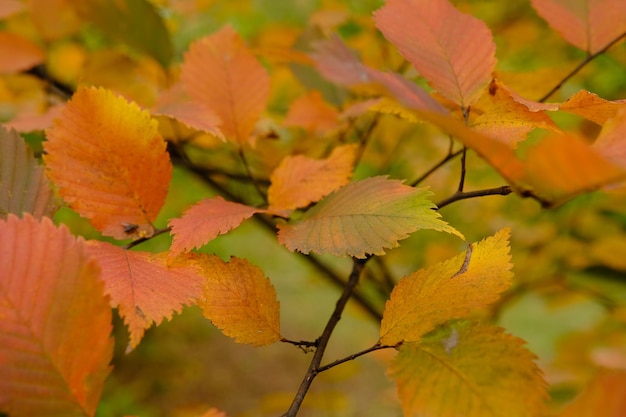 Feuilles rouges et vertes colorées sur l'arbre en automne