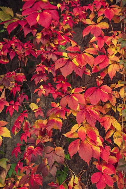 Feuilles rouges de vigne sauvage