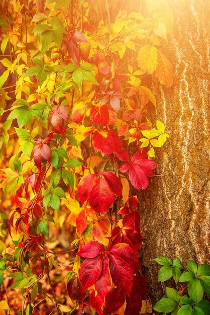 Photo feuilles rouges de vigne sauvage