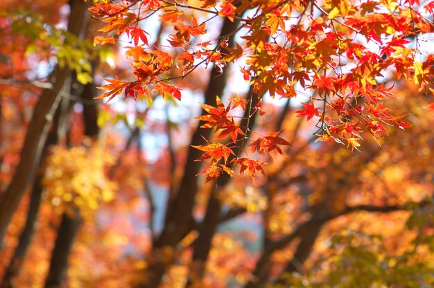 feuilles rouges