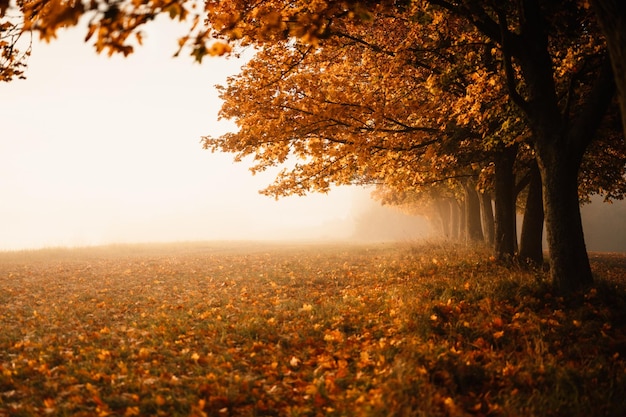 Feuilles de route forestière d'automne tombent dans le paysage au sol sur fond automnal Feuillage coloré dans le parc Feuilles tombantes Arbres d'automne dans le brouillard