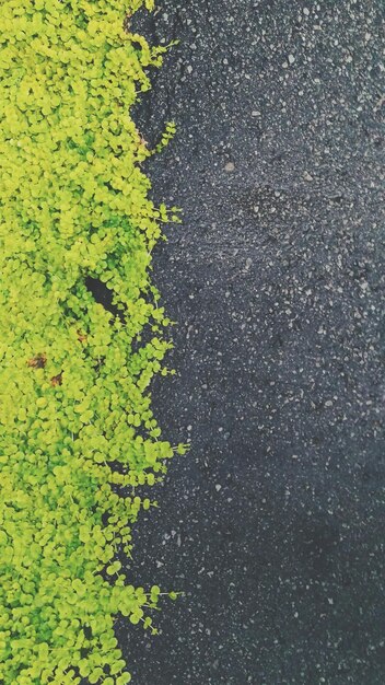 Les feuilles sur la route