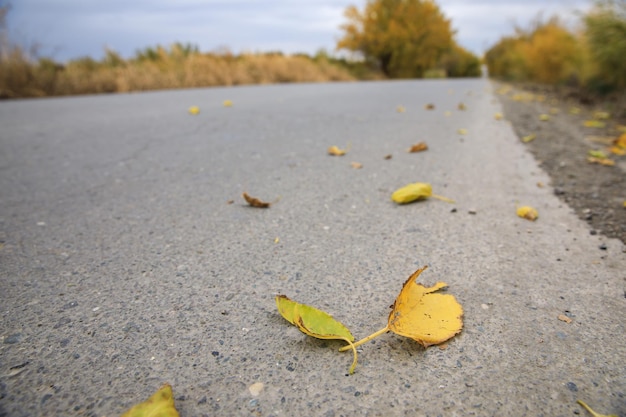 Photo feuilles de route