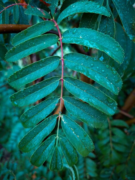 Feuilles de Rowan avec des gouttes de pluie