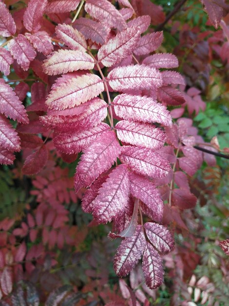 Photo les feuilles de rowan rouge d'automne les feuilles et les baies de rowan