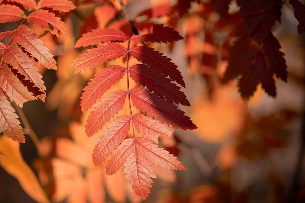 Photo des feuilles de rowan rouge vif éclairées par le soleil sur un fond orange flou en gros plan automne doré image de la nature locale détails de la nature beauté dans la nature format horizontal focus sélectif