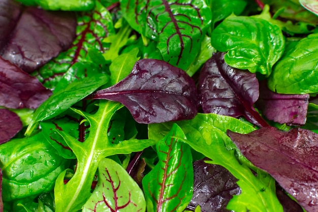 Photo feuilles de salade avec laitue radicchio et roquette en arrière-plan