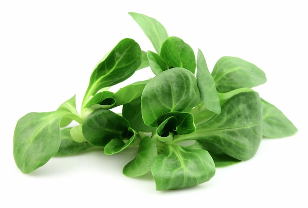 Feuilles de salade de maïs frais sur blanc