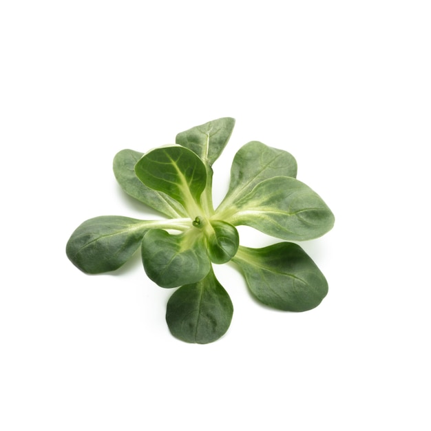 Feuilles de salade de maïs isolées sur fond blanc.