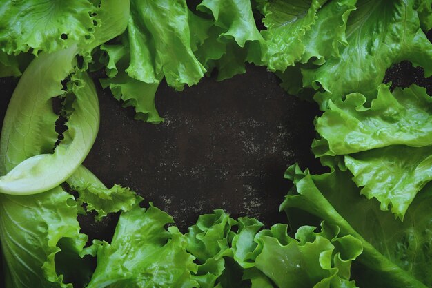 Feuilles de salade verte fraîche