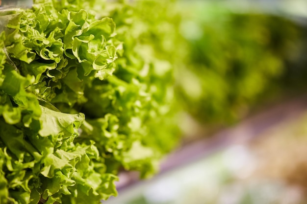 feuilles de salade verte en gros plan