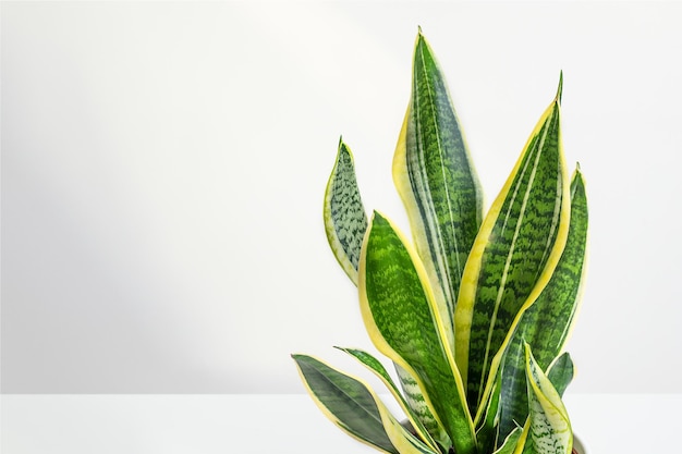 Photo les feuilles de sansevieria ou de la plante serpent sont rapprochées avec un espace de copie